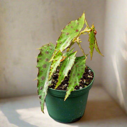 Begonia amphioxus - 4”: A rare tropical plant from Borneo with lance-shaped green leaves and bold red polka dots. Perfect for terrariums or bright, humid spaces, it adds exotic flair to any collection. Easy-care with proper humidity, this sought-after gem is a must-have for plant enthusiasts and collectors.