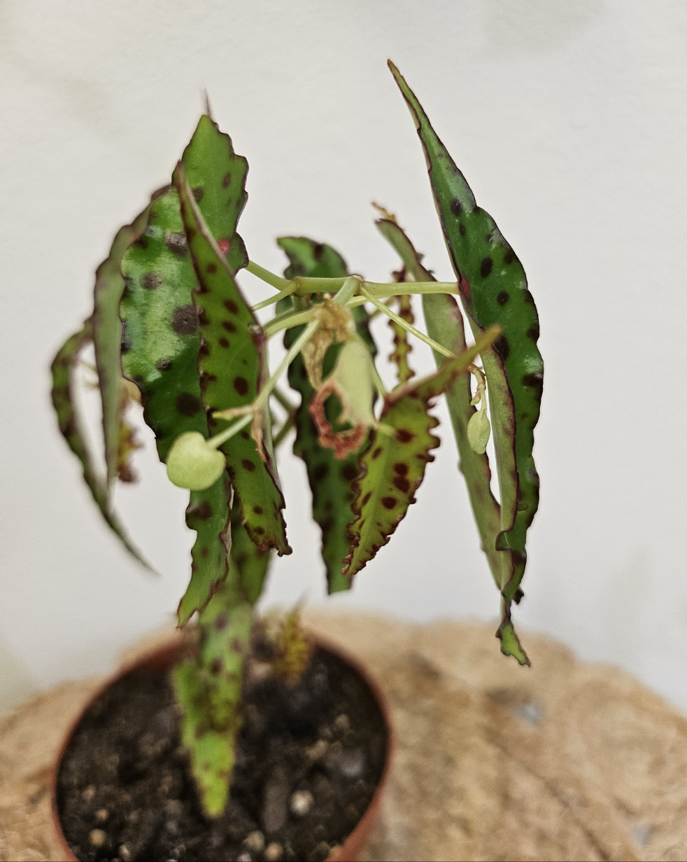 Begonia amphioxus - 4”: A rare tropical plant from Borneo with lance-shaped green leaves and bold red polka dots. Perfect for terrariums or bright, humid spaces, it adds exotic flair to any collection. Easy-care with proper humidity, this sought-after gem is a must-have for plant enthusiasts and collectors.