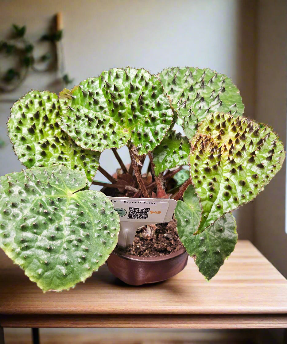 The Begonia ferox is a rare, exotic plant native to Guangxi, China, prized for its asymmetrical, glossy green leaves covered with black bullae tipped with fine hairs. It produces small white flowers and thrives in bright, indirect light with high humidity. Perfect for collectors, it adds a unique, textured charm to any space.