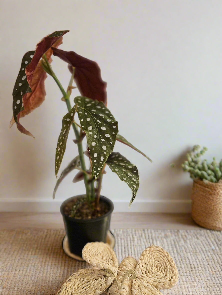 The Begonia Maculata, also known as the Polka Dot Begonia, features silvery-white spots and deep red undersides, adding bold charm to any space. Its upright growth makes it perfect for shelves or plant stands. Thriving in bright, indirect light and high humidity, it’s ideal for plant lovers seeking elegance and fun.