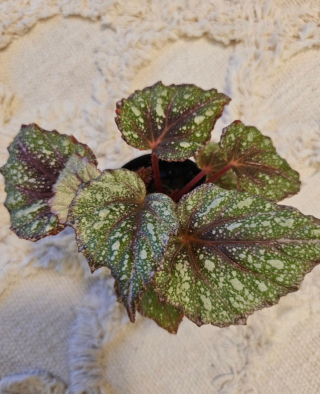 The Begonia Rex &