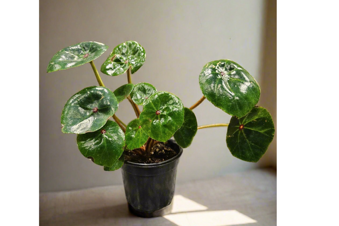 Begonia conchifolia, the Conch Shell Begonia, features round, waxy green leaves with a red central spot and delicate white blooms. Perfect for terrariums, it thrives in high humidity and bright, indirect light. A sought-after plant for collectors, it&