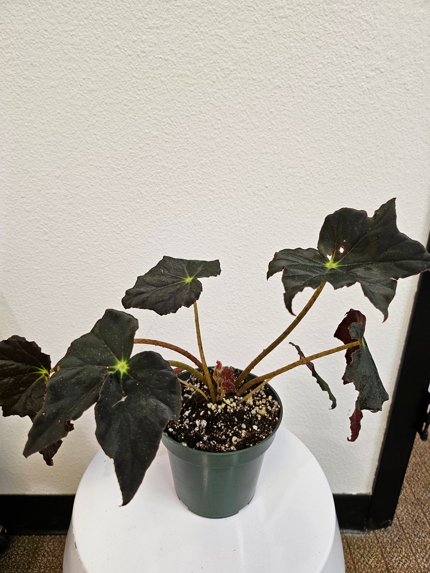 Begonia ‘Joe Hayden’ (Begonia rex-cultorum) is a stunning Rex Begonia hybrid, prized for its vibrant, star-shaped leaves with bold patterns of green, burgundy, and silver. Perfect for indoor decor, this uncommon beauty thrives in bright, indirect light with high humidity. 