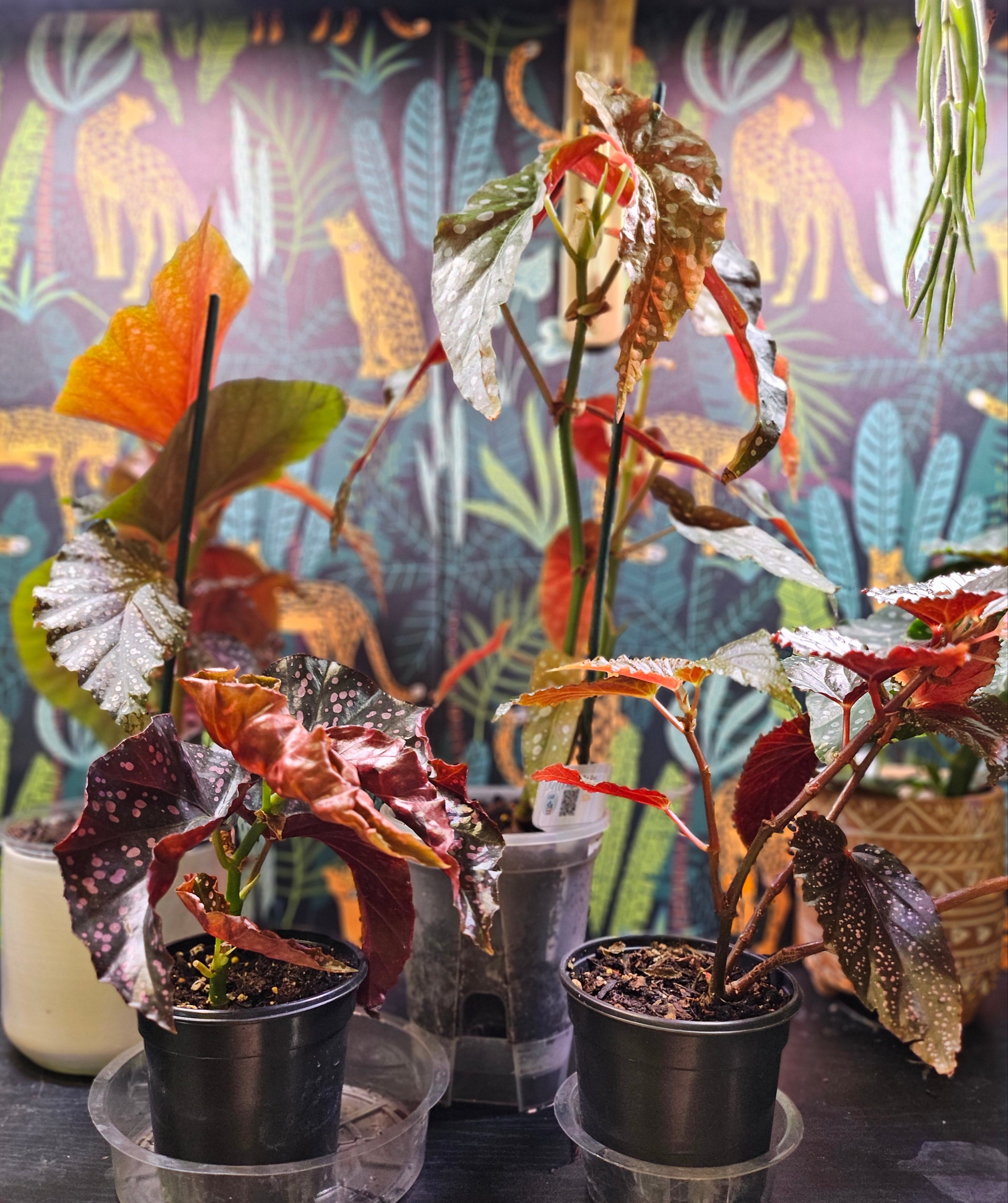 The Begonia Maculata ‘Cracklin’ Rose’ is a rare, stunning houseplant with polka-dotted leaves and deep rose-red undersides. Fast-growing and low-maintenance, it thrives in bright, indirect light and high humidity. Perfect for trailing or climbing, this eye-catching Begonia adds a bold, elegant touch to any indoor space.