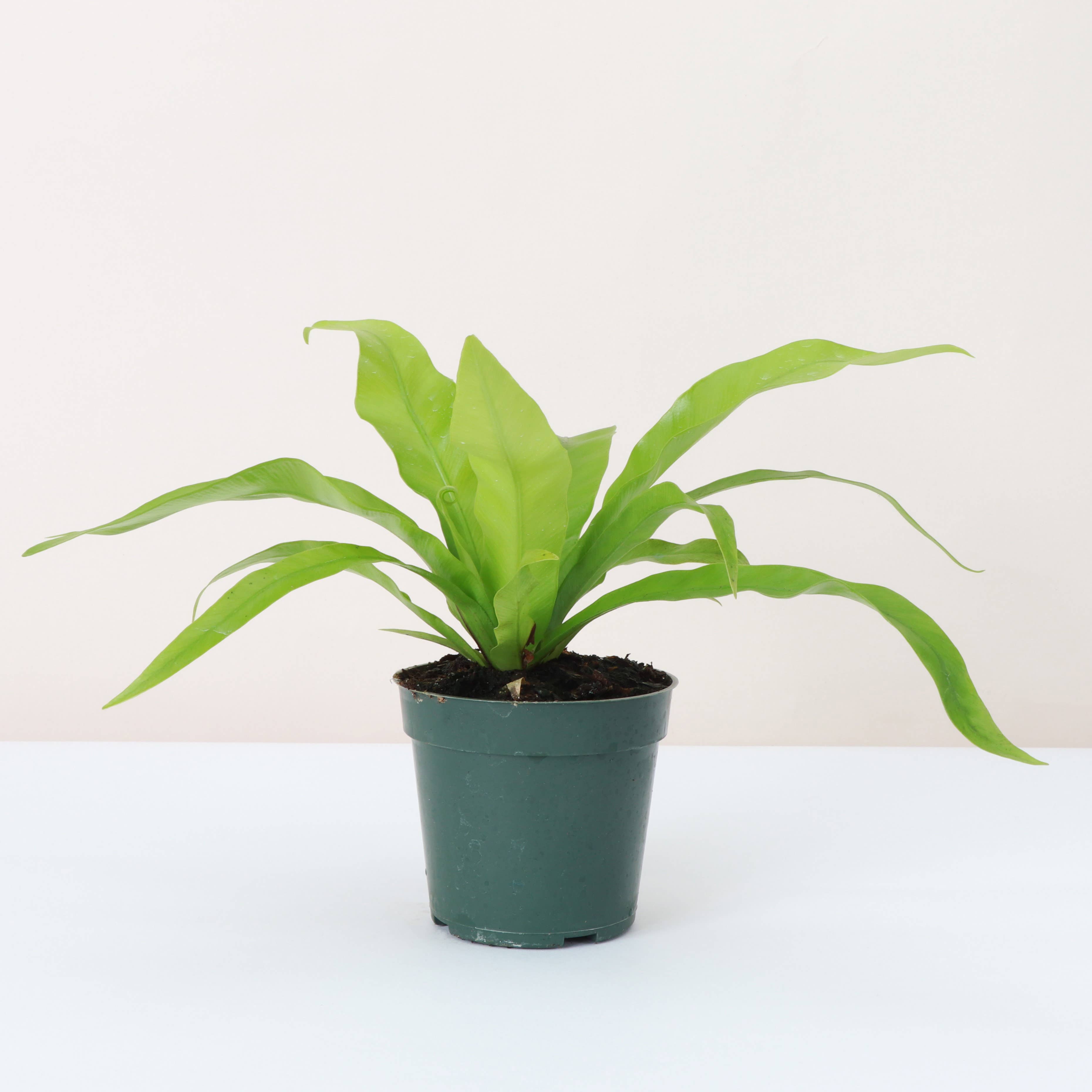 Add a tropical touch to your home with the Bird’s Nest Fern, a low-maintenance, pet-friendly plant with glossy fronds. Thriving in medium sunlight and humidity, this fern is perfect for desks, shelves, or terrariums. Easy to care for, it requires indirect light, consistent moisture, and temperatures between 60-80°F.