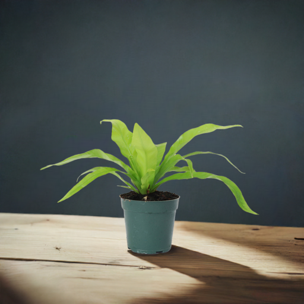 Add a tropical touch to your home with the Bird’s Nest Fern, a low-maintenance, pet-friendly plant with glossy fronds. Thriving in medium sunlight and humidity, this fern is perfect for desks, shelves, or terrariums. Easy to care for, it requires indirect light, consistent moisture, and temperatures between 60-80°F.