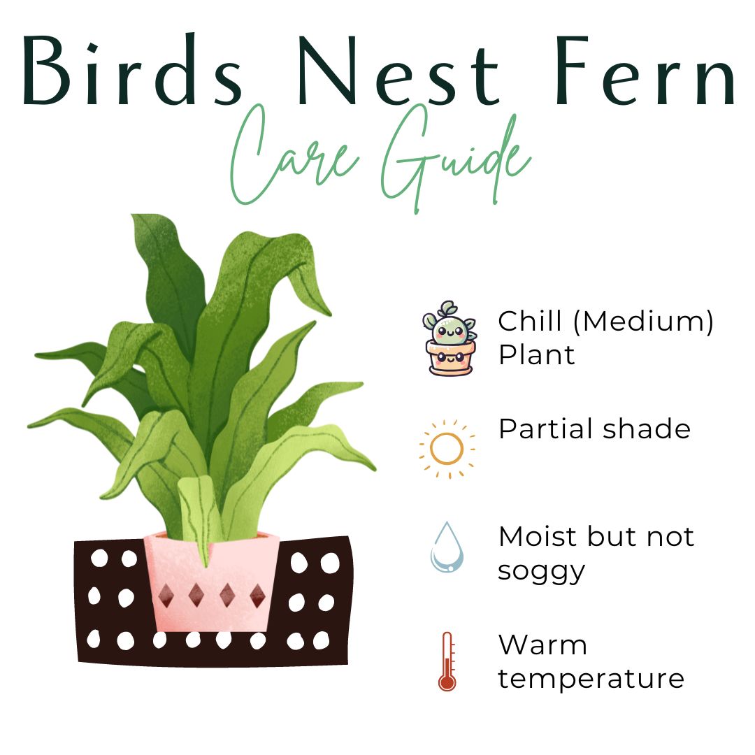 Add a tropical touch to your home with the Bird’s Nest Fern, a low-maintenance, pet-friendly plant with glossy fronds. Thriving in medium sunlight and humidity, this fern is perfect for desks, shelves, or terrariums. Easy to care for, it requires indirect light, consistent moisture, and temperatures between 60-80°F.