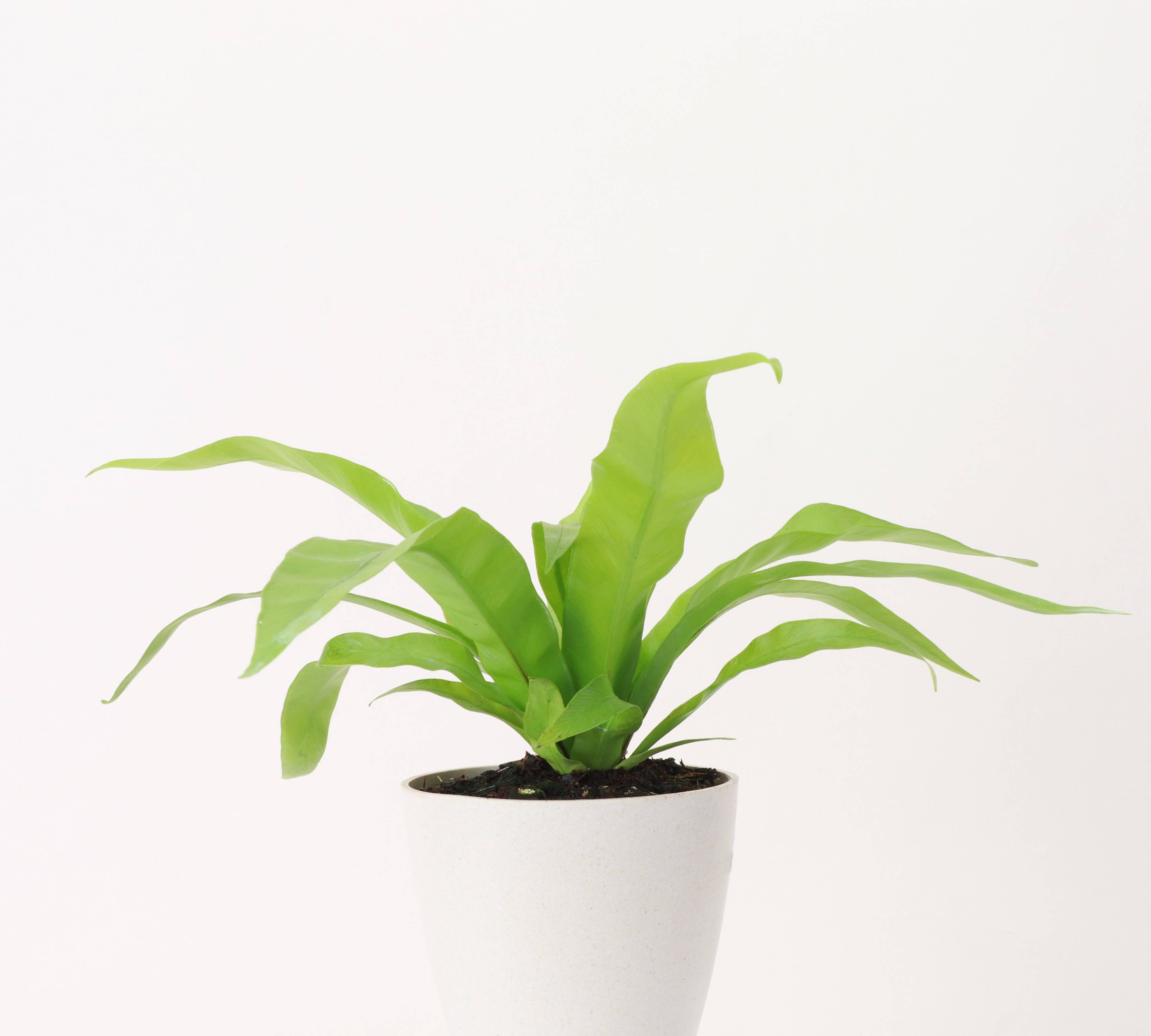 Add a tropical touch to your home with the Bird’s Nest Fern, a low-maintenance, pet-friendly plant with glossy fronds. Thriving in medium sunlight and humidity, this fern is perfect for desks, shelves, or terrariums. Easy to care for, it requires indirect light, consistent moisture, and temperatures between 60-80°F.