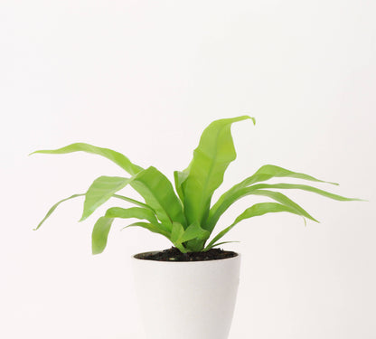 Add a tropical touch to your home with the Bird’s Nest Fern, a low-maintenance, pet-friendly plant with glossy fronds. Thriving in medium sunlight and humidity, this fern is perfect for desks, shelves, or terrariums. Easy to care for, it requires indirect light, consistent moisture, and temperatures between 60-80°F.