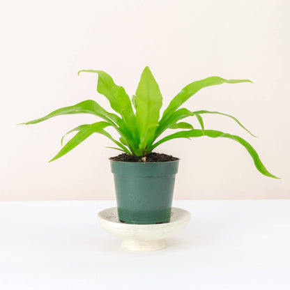 Add a tropical touch to your home with the Bird’s Nest Fern, a low-maintenance, pet-friendly plant with glossy fronds. Thriving in medium sunlight and humidity, this fern is perfect for desks, shelves, or terrariums. Easy to care for, it requires indirect light, consistent moisture, and temperatures between 60-80°F.