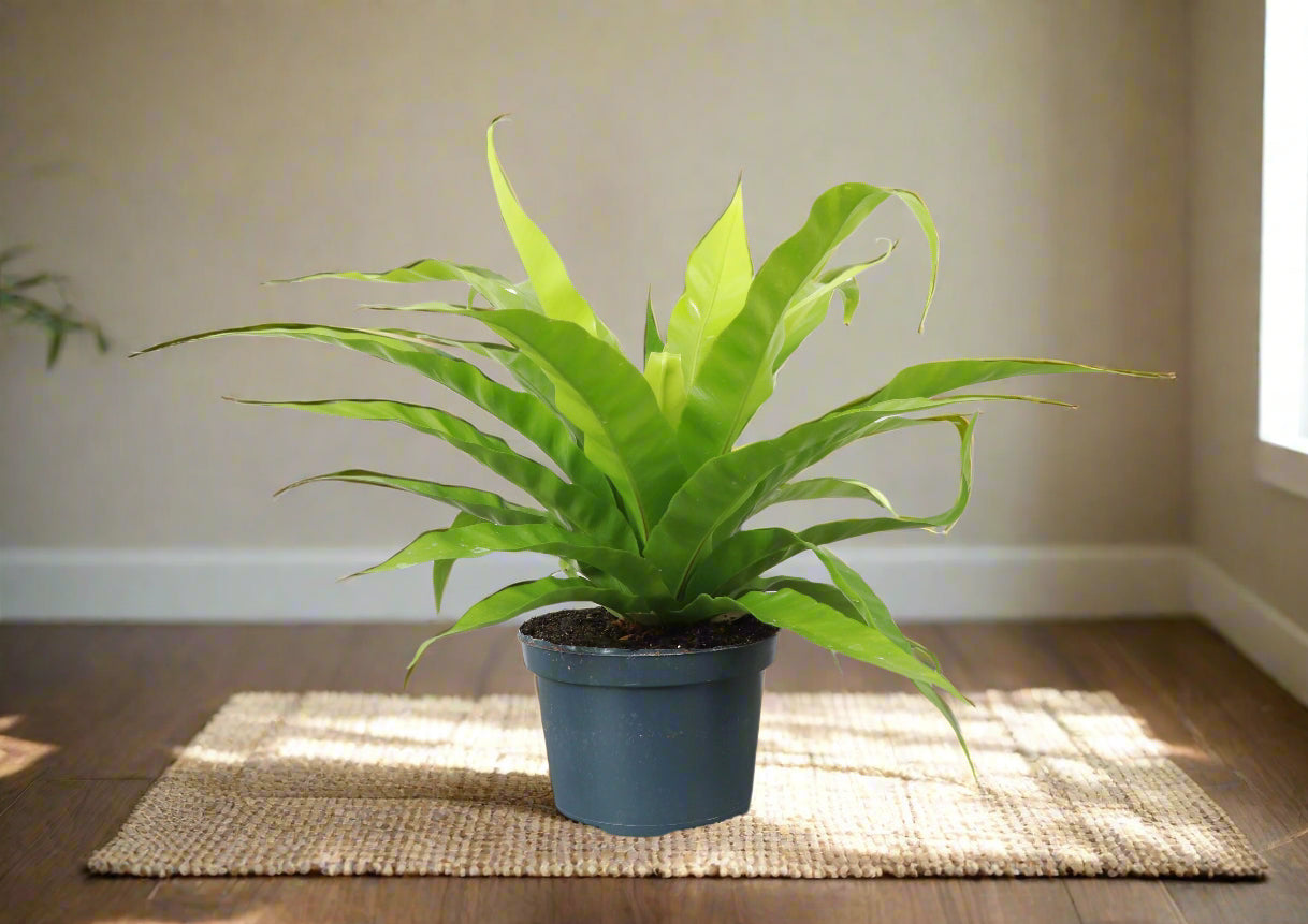 Add a tropical touch to your home with the Bird’s Nest Fern, a low-maintenance, pet-friendly plant with glossy fronds. Thriving in medium sunlight and humidity, this fern is perfect for desks, shelves, or terrariums. Easy to care for, it requires indirect light, consistent moisture, and temperatures between 60-80°F.