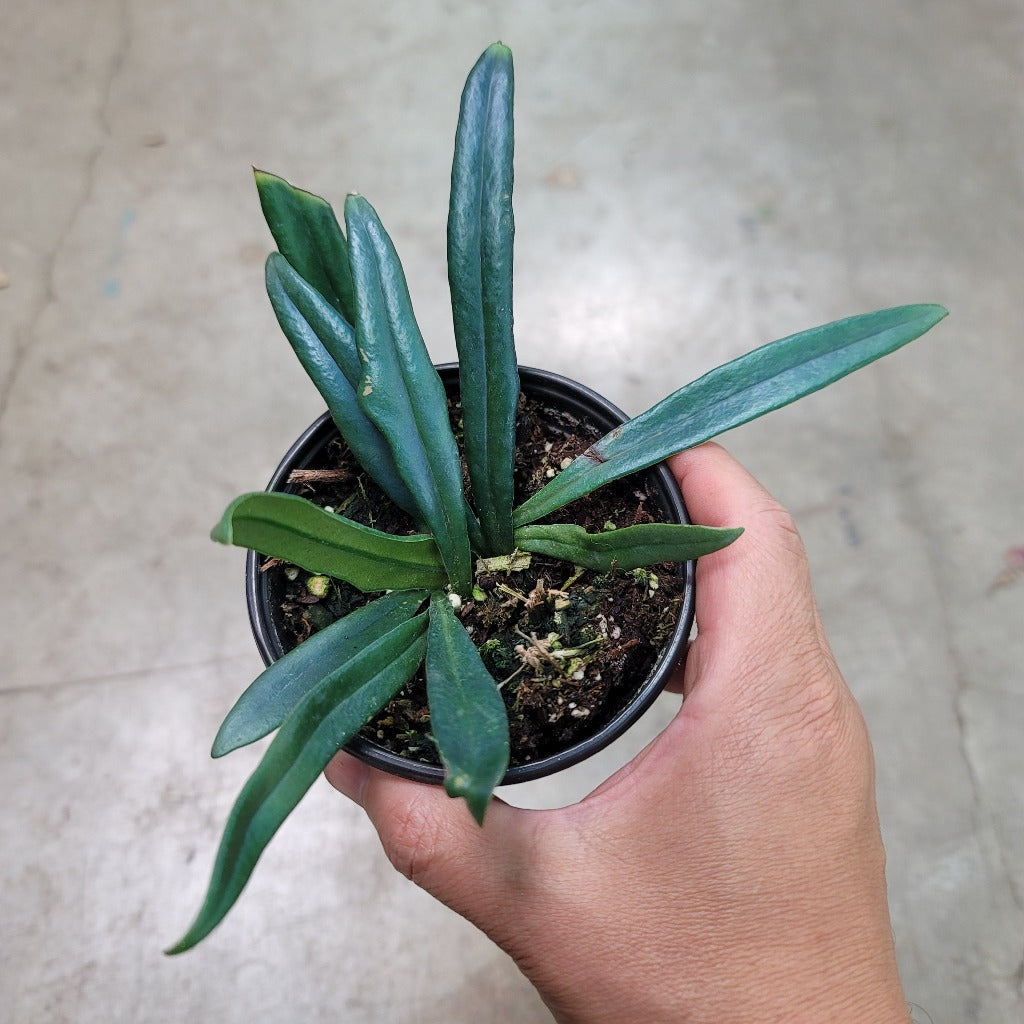 The Blue Oil Fern (Microsorum thailandicum) is a rare tropical beauty from Thailand, known for its shimmering, iridescent fronds that shift between blue and green. Ideal for low to medium indirect light, it thrives in high humidity and makes a stunning addition to terrariums or indoor spaces, adding exotic, low-maintenance charm.