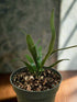 The Blue Oil Fern (Microsorum thailandicum) is a rare tropical beauty from Thailand, known for its shimmering, iridescent fronds that shift between blue and green. Ideal for low to medium indirect light, it thrives in high humidity and makes a stunning addition to terrariums or indoor spaces, adding exotic, low-maintenance charm.