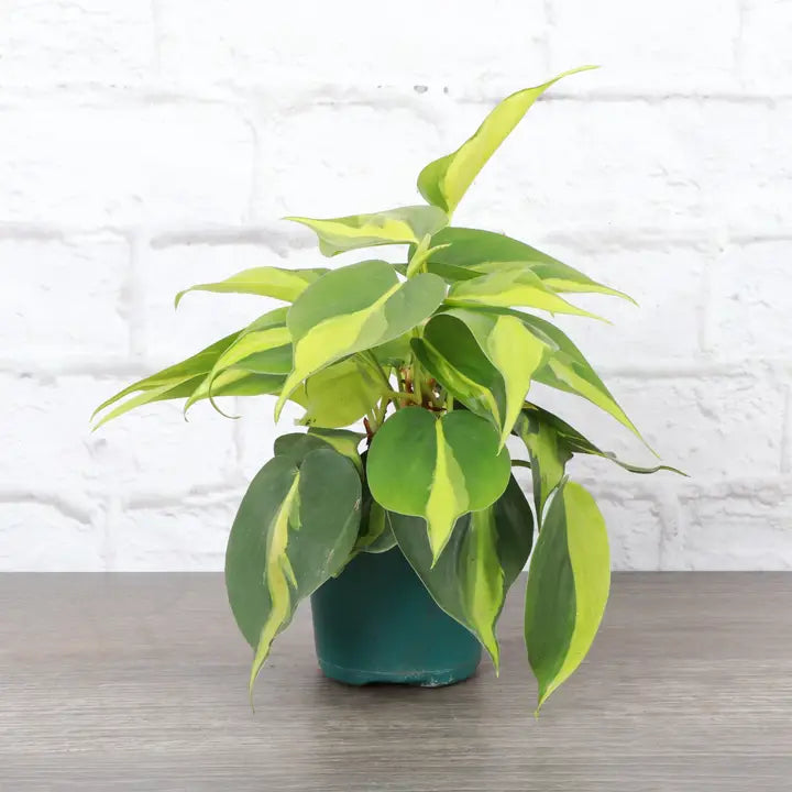 Brazil Philodendron Plant (Philodendron hederaceum &