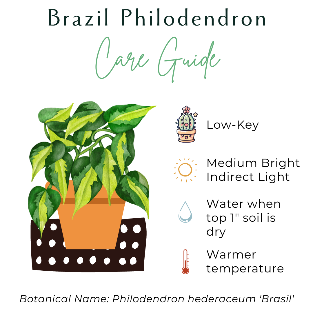 The Brazil Philodendron is a popular, easy-care trailing plant with vibrant green and yellow variegated leaves. Perfect for beginners, it thrives in medium to bright indirect light and adapts to low light. Ideal for hanging baskets or windows, this low-maintenance plant adds a tropical touch to any space. 