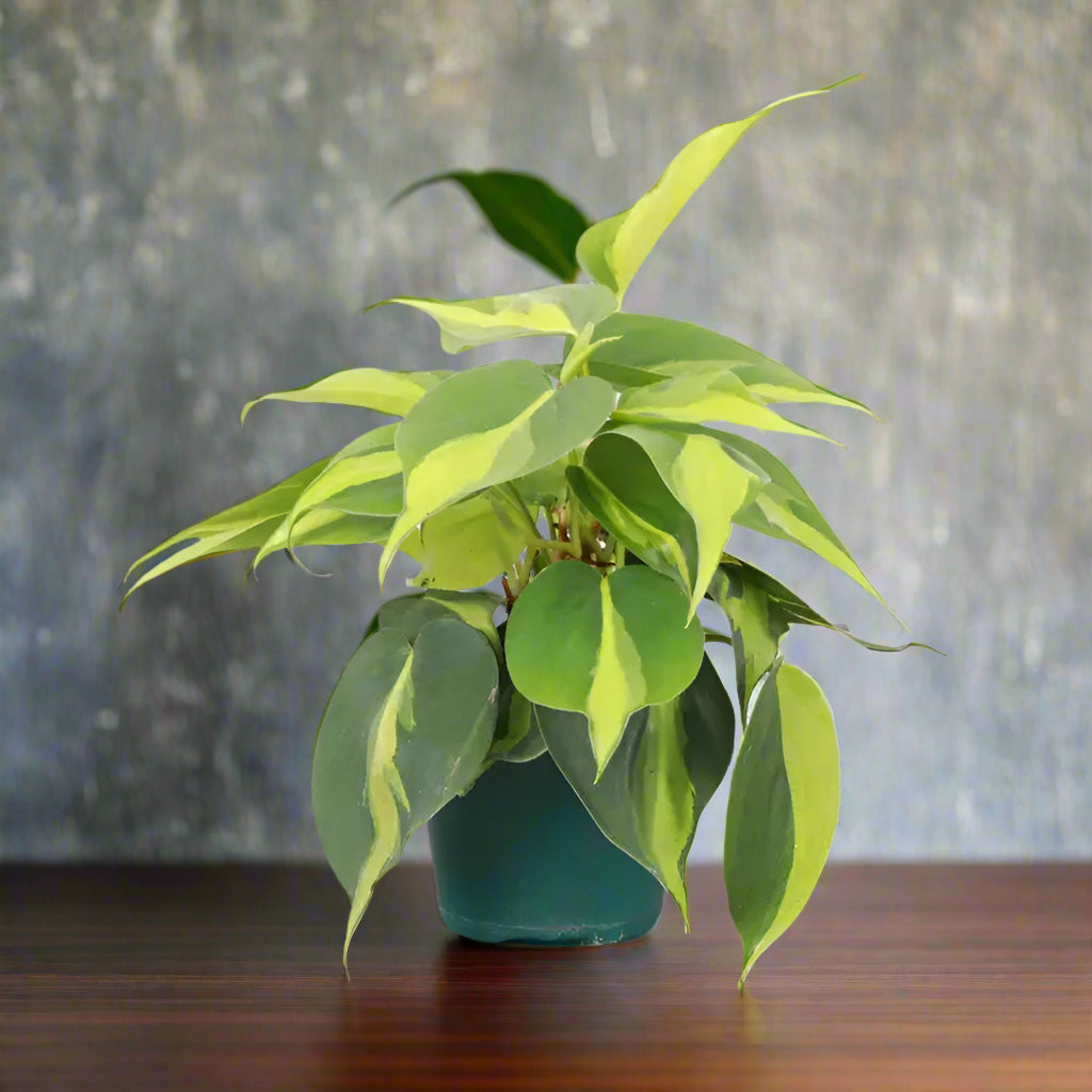 The Brazil Philodendron is a popular, easy-care trailing plant with vibrant green and yellow variegated leaves. Perfect for beginners, it thrives in medium to bright indirect light and adapts to low light. Ideal for hanging baskets or windows, this low-maintenance plant adds a tropical touch to any space. 