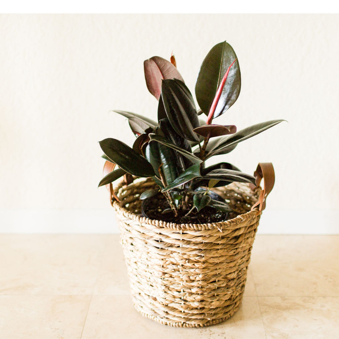 Rubber Tree 4&quot; Plant (Ficus Elastica)