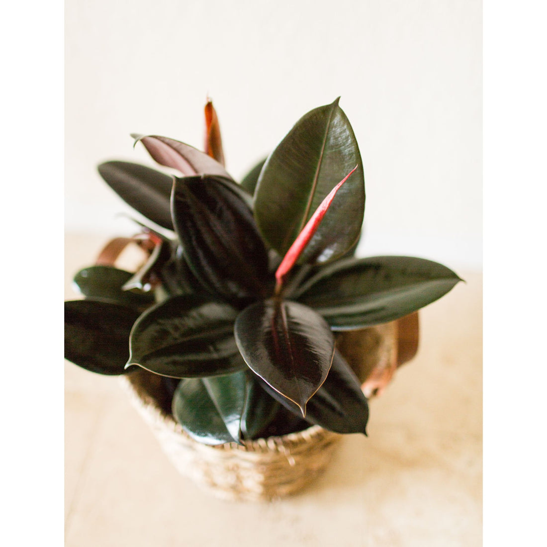 Rubber Tree 4&quot; Plant (Ficus Elastica)