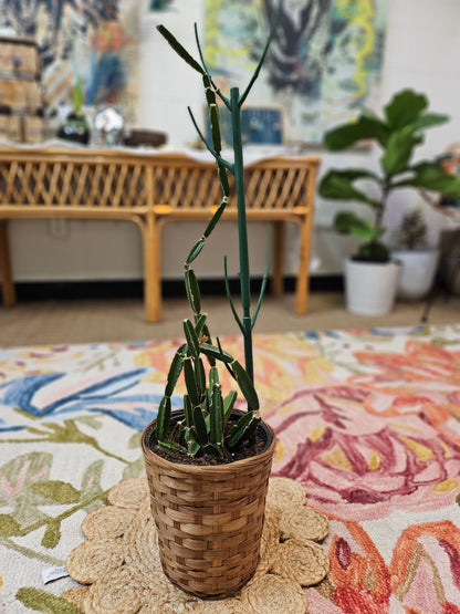 Cissus quadrangularis, the Grape Succulent, is an easy-care plant with striking segmented stems that can climb or trail. Known for its bold geometric look, it thrives in bright, indirect light and well-draining soil. Adds elegance to any space and may produce small flowers and red berries. Low maintenance and pet-friendly.