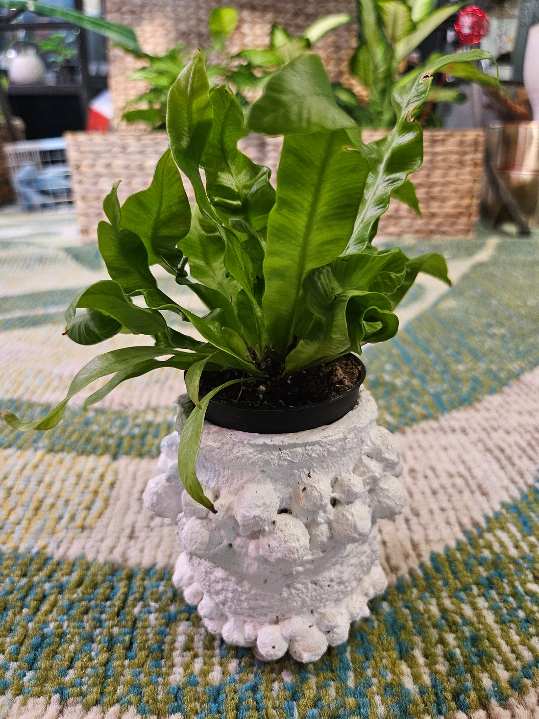 The Crispy Wave Fern combines elegance with functionality, purifying the air while adding texture to your home. Its undulating fronds make it a captivating centerpiece in any room, thriving in well-lit spaces with moderate care. Perfect for both new and experienced plant enthusiasts!