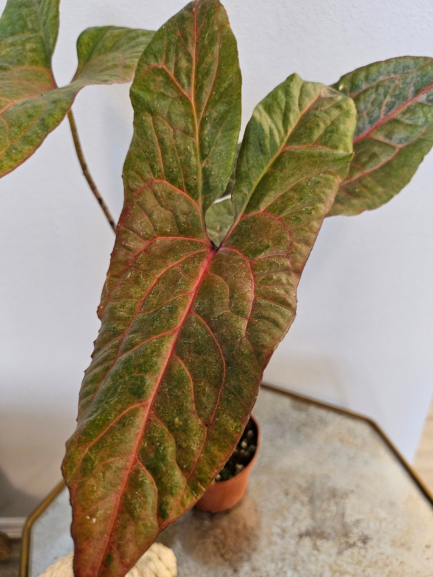 The Cyrtosperma johnstonii is a rare tropical plant with dramatic, arrow-shaped, ribbed leaves that add bold, exotic elegance to any space. Thriving in high humidity, it’s perfect for plant enthusiasts seeking a show-stopping centerpiece. 