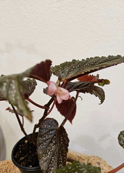 The Begonia maculata &