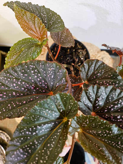 The Begonia maculata &