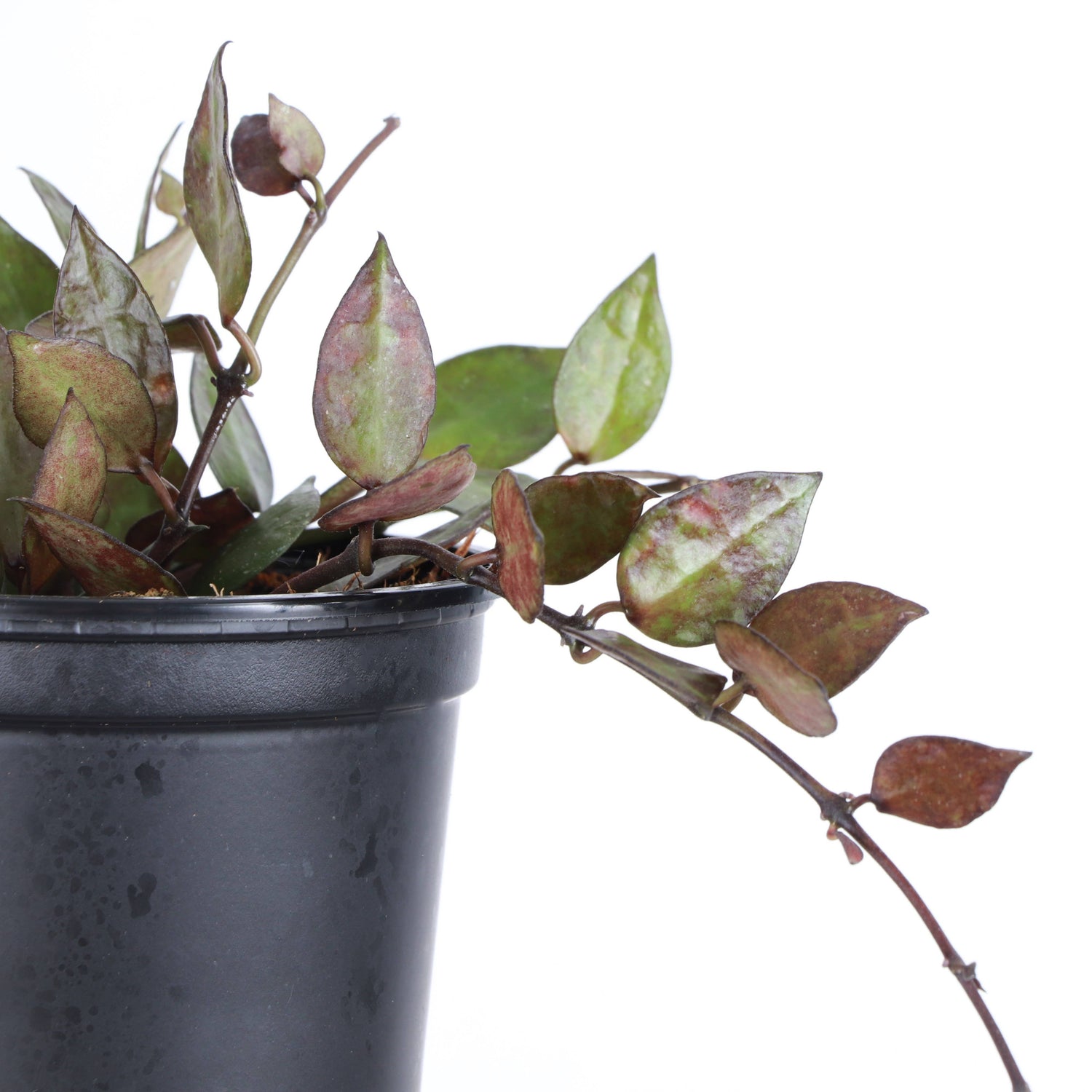 The Hoya Krohniana Black is a stunning, pet-safe houseplant with heart-shaped, waxy leaves that darken to a deep black hue as they mature. Its compact, trailing vines thrive in bright, indirect light, making it a perfect low-maintenance choice for any space. Ideal for plant lovers seeking a touch of exotic beauty.