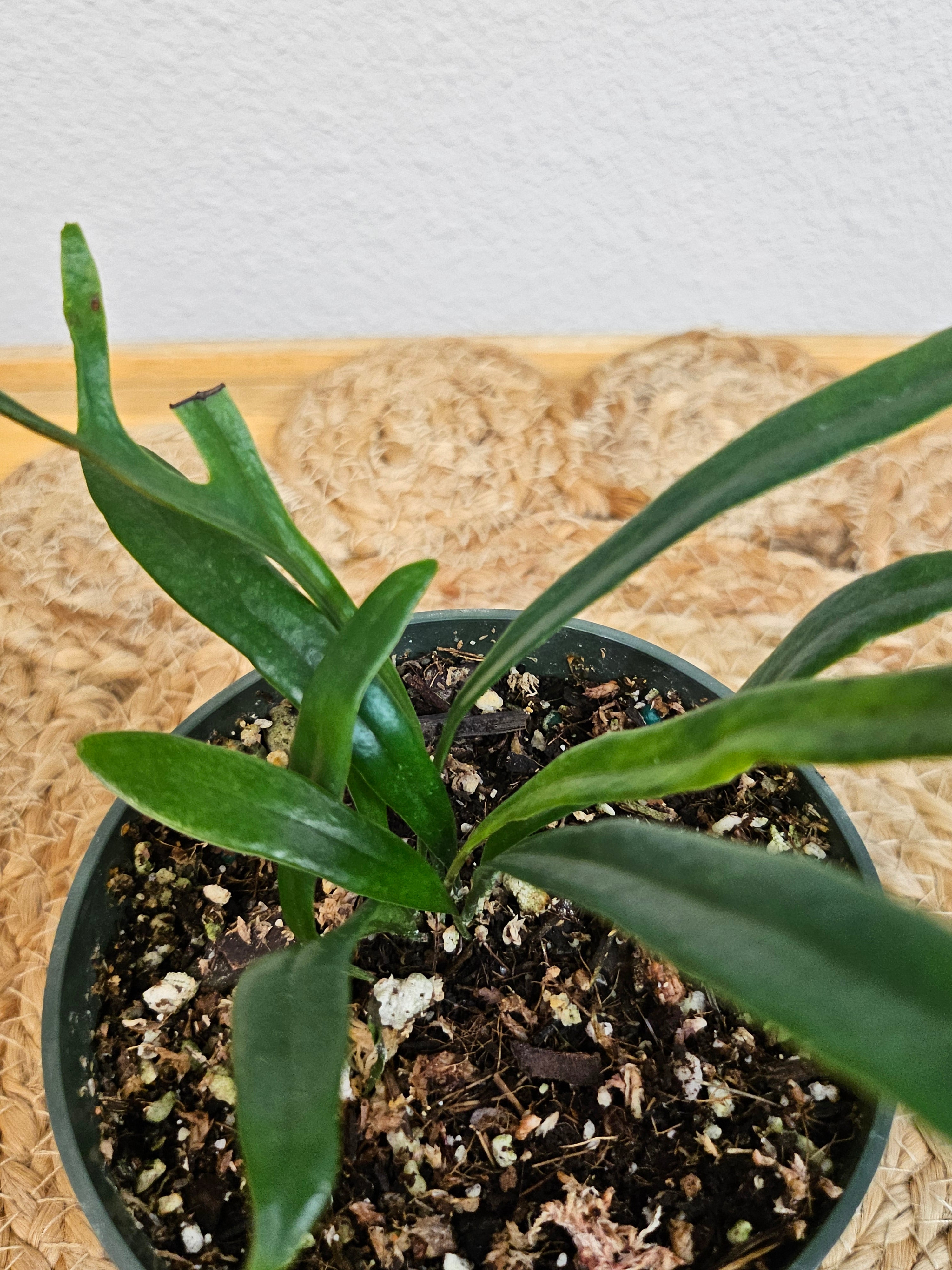 The Blue Oil Fern (Microsorum thailandicum) is a rare tropical beauty from Thailand, known for its shimmering, iridescent fronds that shift between blue and green. Ideal for low to medium indirect light, it thrives in high humidity and makes a stunning addition to terrariums or indoor spaces, adding exotic, low-maintenance charm.