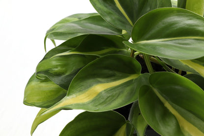 The Brazil Philodendron is a popular, easy-care trailing plant with vibrant green and yellow variegated leaves. Perfect for beginners, it thrives in medium to bright indirect light and adapts to low light. Ideal for hanging baskets or windows, this low-maintenance plant adds a tropical touch to any space. 