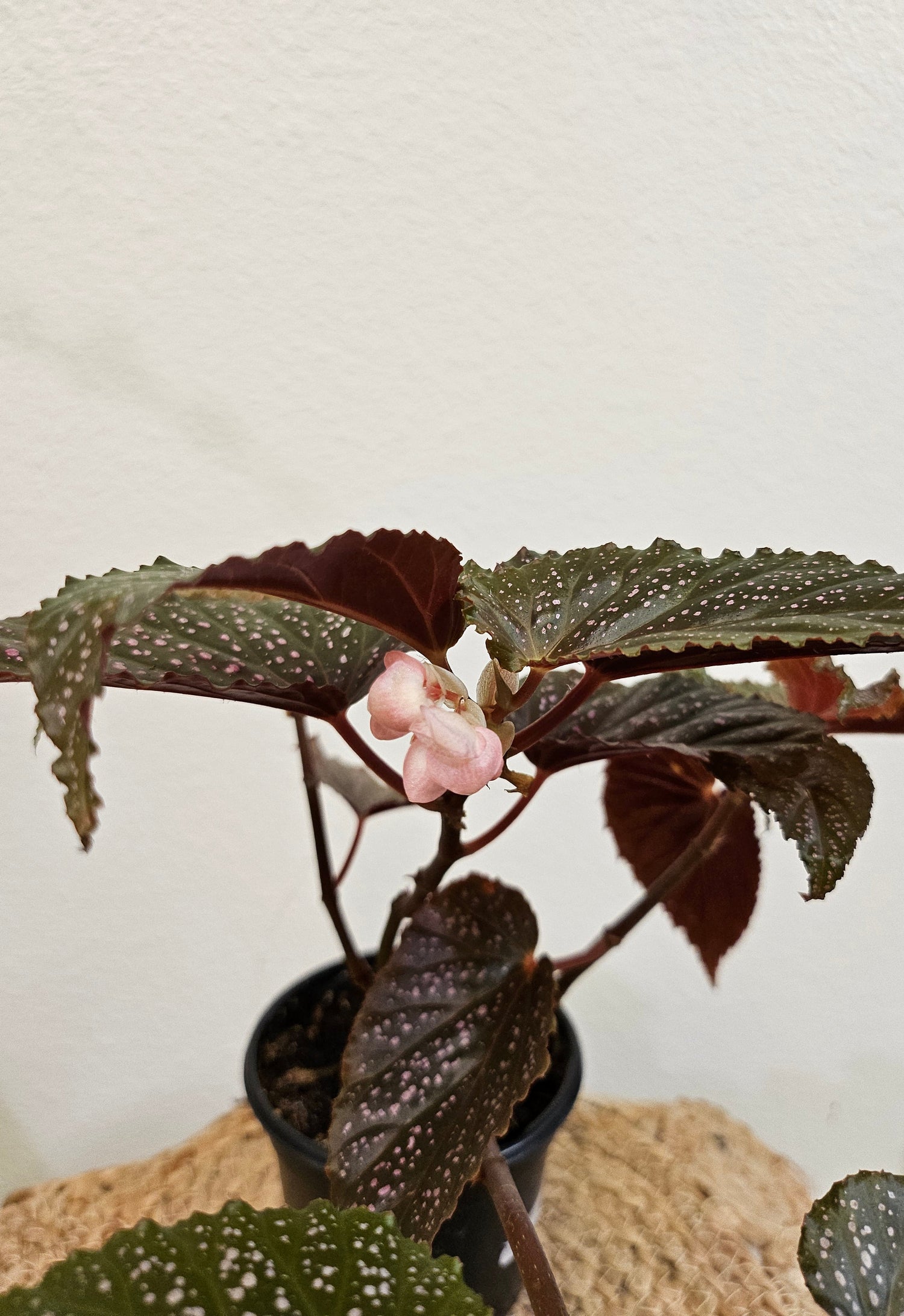 The Begonia maculata &