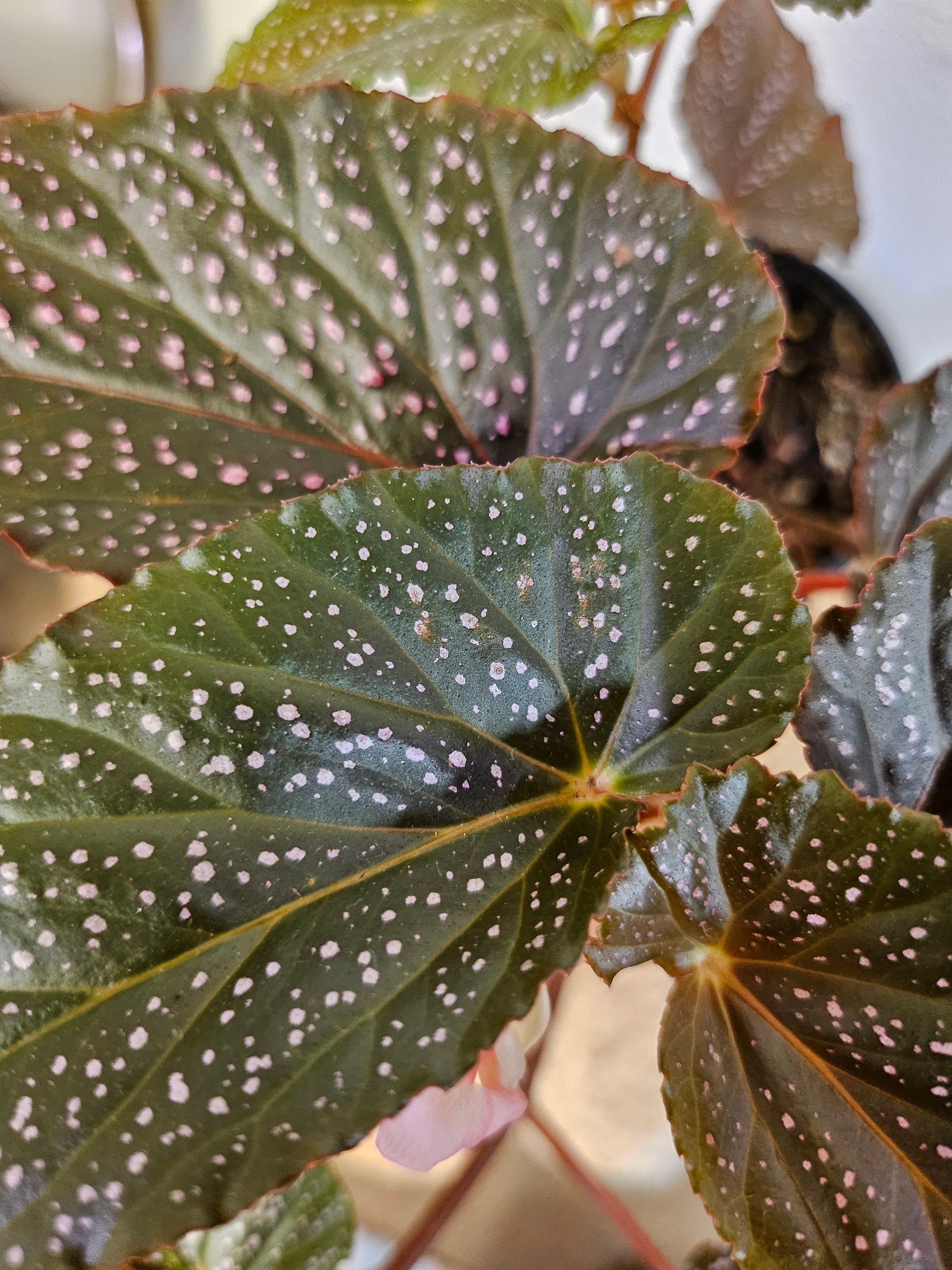 The Begonia maculata &