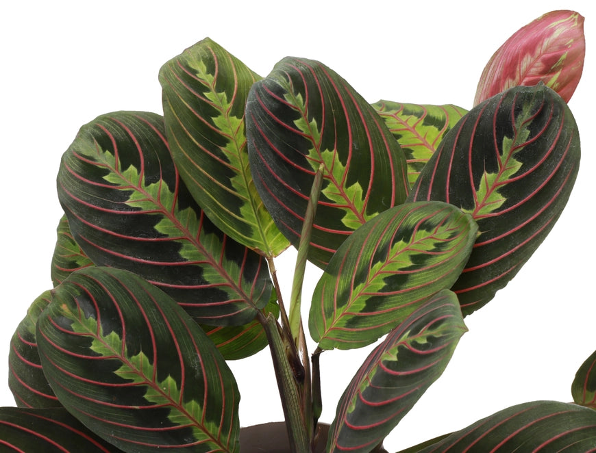 The Red Prayer Plant (Maranta leuconeura) features striking red-veined leaves that fold at night like hands in prayer. This pet-safe, trailing plant thrives in medium to bright indirect light and adapts to low light. Ideal for hanging baskets, it adds vibrant color and charm to any home while being low maintenance.