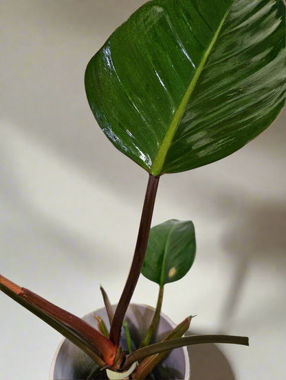 With deep burgundy leaves maturing to glossy green, this self-standing stunner adds a dramatic jungle feel to any space. Thrives in bright, indirect light, needs minimal care, and loves humidity. Perfect for plant lovers! Style it as a focal point for a lush, modern aesthetic.