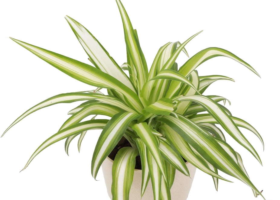 The Spider Plant (Chlorophytum comosum) is a low-maintenance, fast-growing houseplant with white and green striped leaves. Ideal for beginners, it thrives in medium to bright indirect light and adapts to low light. Non-toxic and pet-safe, it produces baby plants for easy propagation, making it a perfect low-key addition to any home.