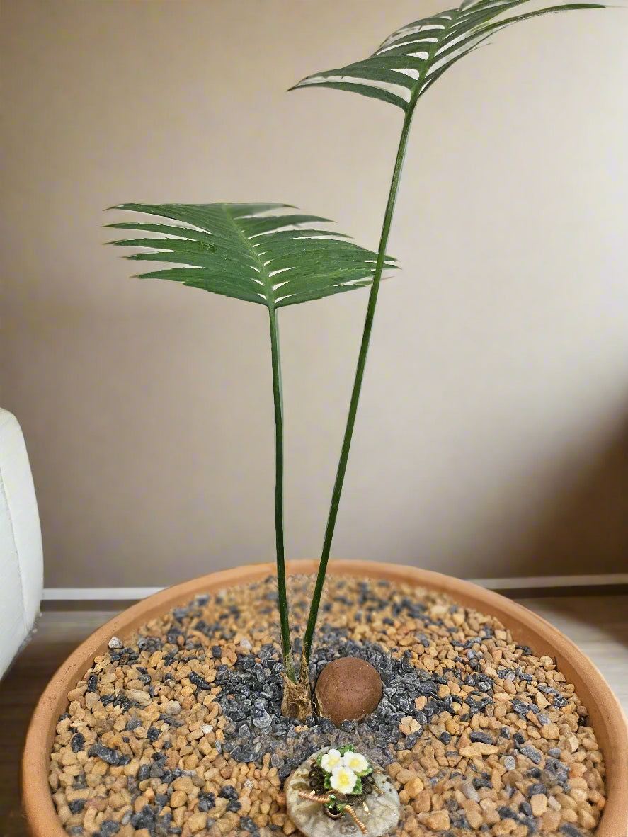 Dioon spinulosum, or Giant Dioon, is a stunning cycad with feathery, symmetrical fronds. Potted in a 12&quot; terracotta decorative pot, it adds timeless elegance to any space. Low-maintenance and slow-growing, it thrives in bright, indirect light and is perfect for indoor decor or shaded patios.