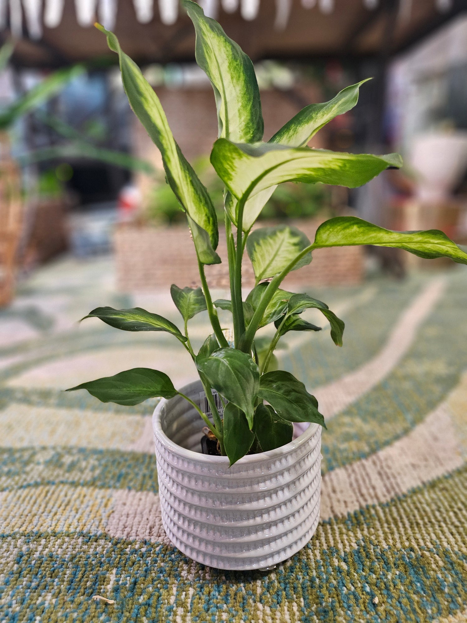 The Dieffenbachia Camille is perfect for adding elegance and greenery to your home or office. Its low-maintenance nature makes it an excellent choice for plant lovers of all levels, while its air-purifying benefits and tropical vibe make any space feel fresh and inviting.