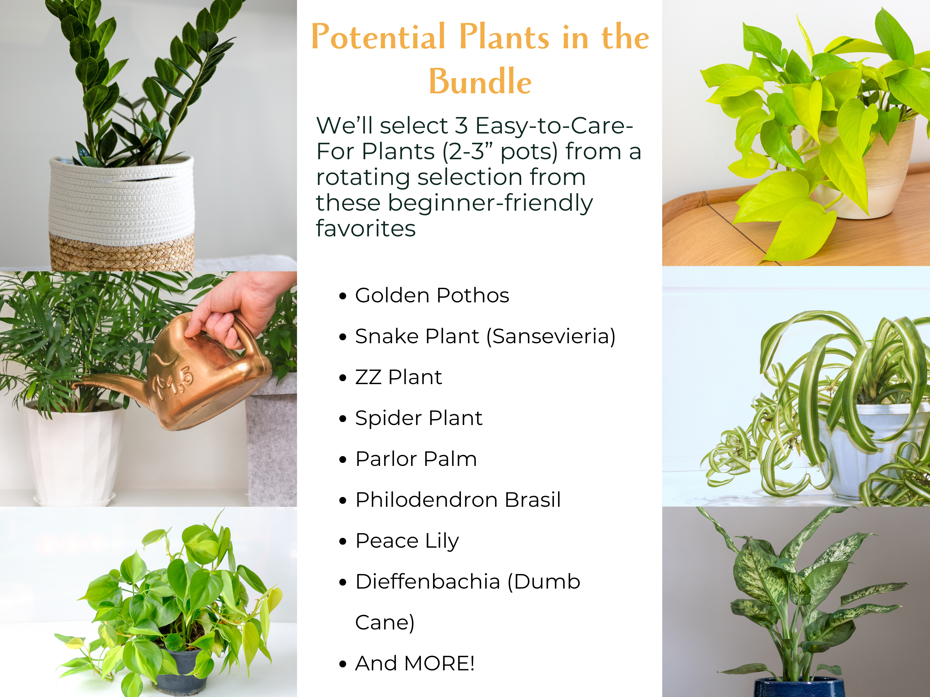 The Beginner’s Plant Bundle makes it easy to grow your confidence as a plant parent while adding lush greenery to your home. Whether you’re starting fresh or gifting to a friend, this bundle is the perfect way to bring nature indoors!