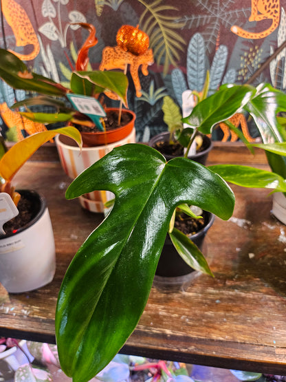 The Philodendron Florida Green is a vibrant, easy-care houseplant featuring deeply lobed, glossy green leaves. Perfect for adding tropical charm, it thrives in bright, indirect light and high humidity. Low-maintenance and adaptable, this stunning climber is ideal for plant lovers and indoor jungle enthusiasts.