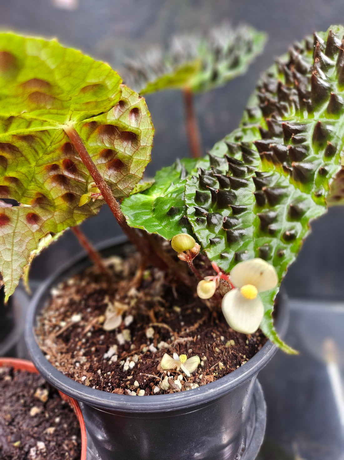 The Begonia ferox is a rare, exotic plant native to Guangxi, China, prized for its asymmetrical, glossy green leaves covered with black bullae tipped with fine hairs. It produces small white flowers and thrives in bright, indirect light with high humidity. Perfect for collectors, it adds a unique, textured charm to any space.