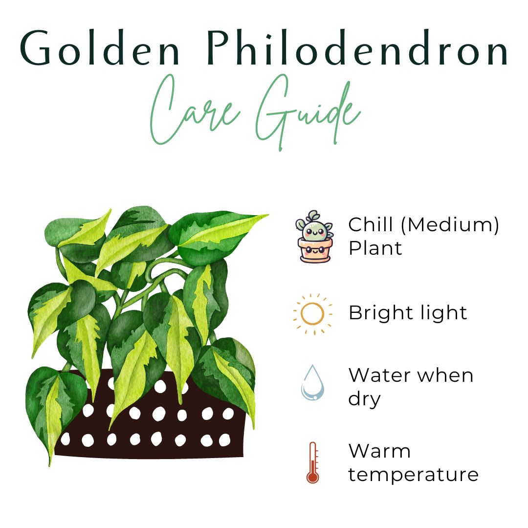 Golden Crocodile 4&quot; Philodendron Rare Plant (Philodendron pinnatifidum)