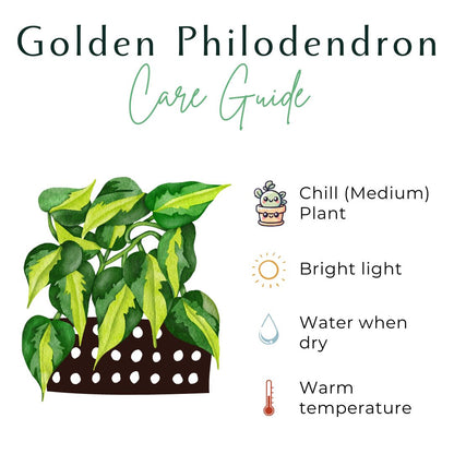 Golden Crocodile 4&quot; Philodendron Rare Plant (Philodendron pinnatifidum)