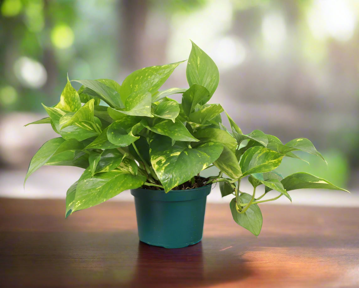 The Beginner’s Plant Bundle makes it easy to grow your confidence as a plant parent while adding lush greenery to your home. Whether you’re starting fresh or gifting to a friend, this bundle is the perfect way to bring nature indoors!