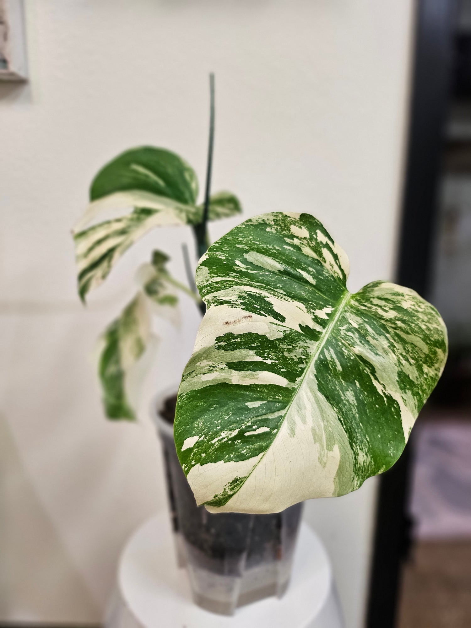 The Monstera Deliciosa Thai Constellation is a rare, highly coveted plant known for its stunning white and cream variegated leaves. Thriving in medium to bright indirect light, this easy-care beauty adds elegance to any space. Each unique leaf has heart-shaped patterns, and brighter light boosts variegation.