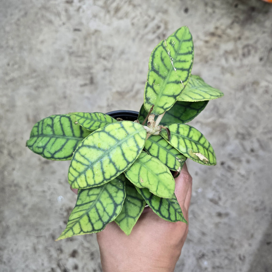 Hoya Callistophylla Rare Plant