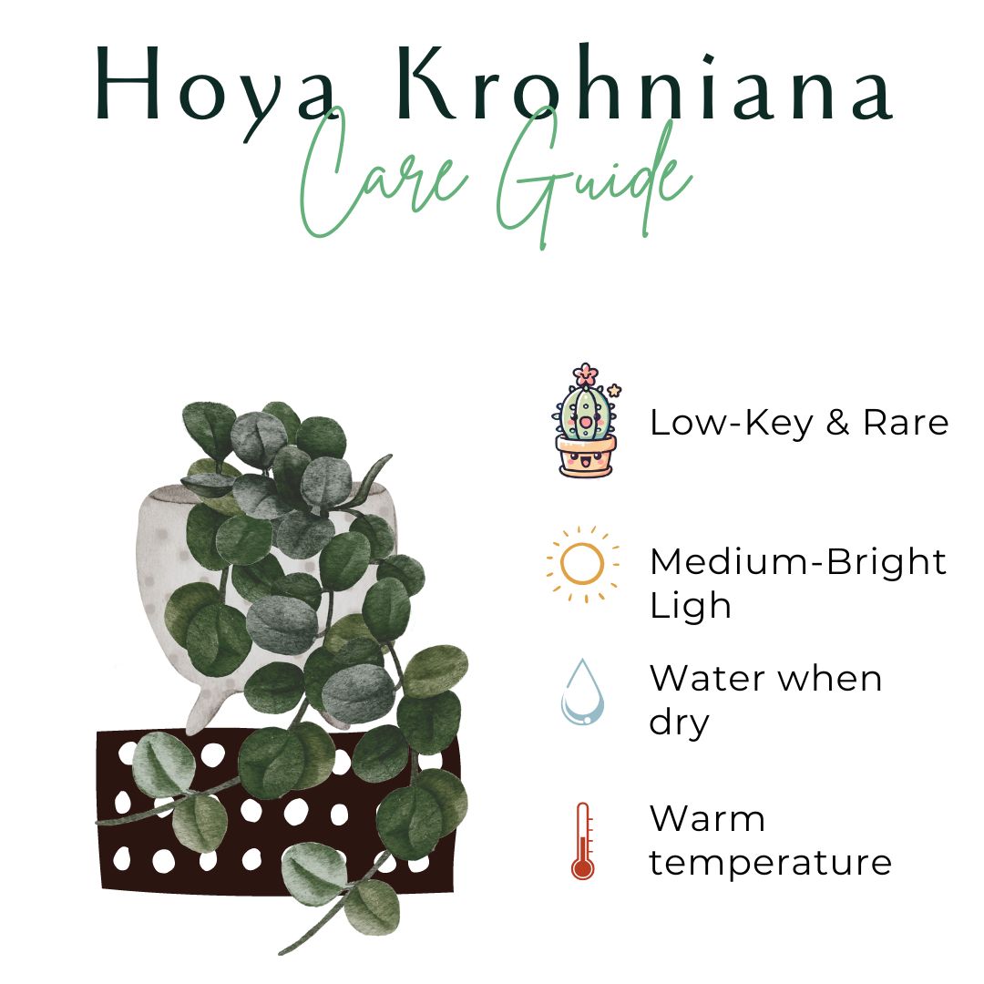 The Hoya Krohniana Black is a stunning, pet-safe houseplant with heart-shaped, waxy leaves that darken to a deep black hue as they mature. Its compact, trailing vines thrive in bright, indirect light, making it a perfect low-maintenance choice for any space. Ideal for plant lovers seeking a touch of exotic beauty.