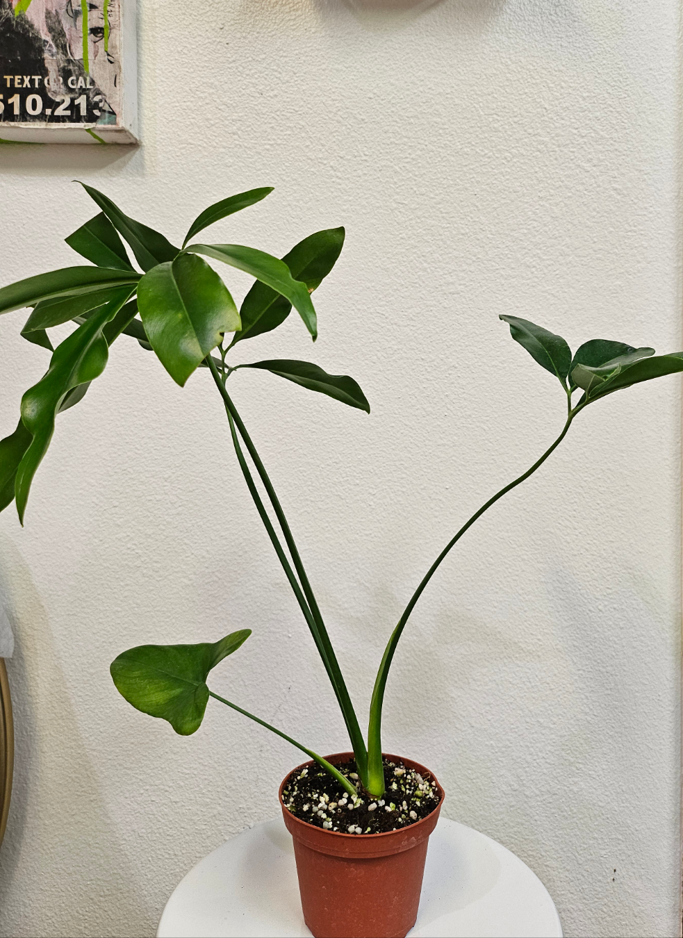 Finger Leaf Philodendron (Philodendron goeldii) Rare 4&quot; Plant