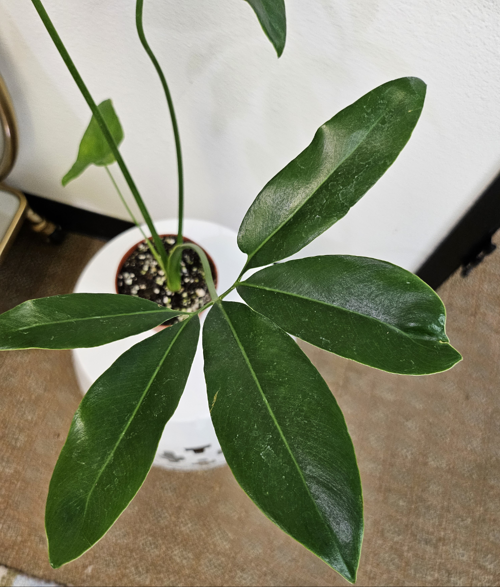 Finger Leaf Philodendron (Philodendron goeldii) Rare 4&quot; Plant