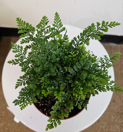 Rabbit’s Foot Fern (Davallia fejeensis) 4&quot; Plant