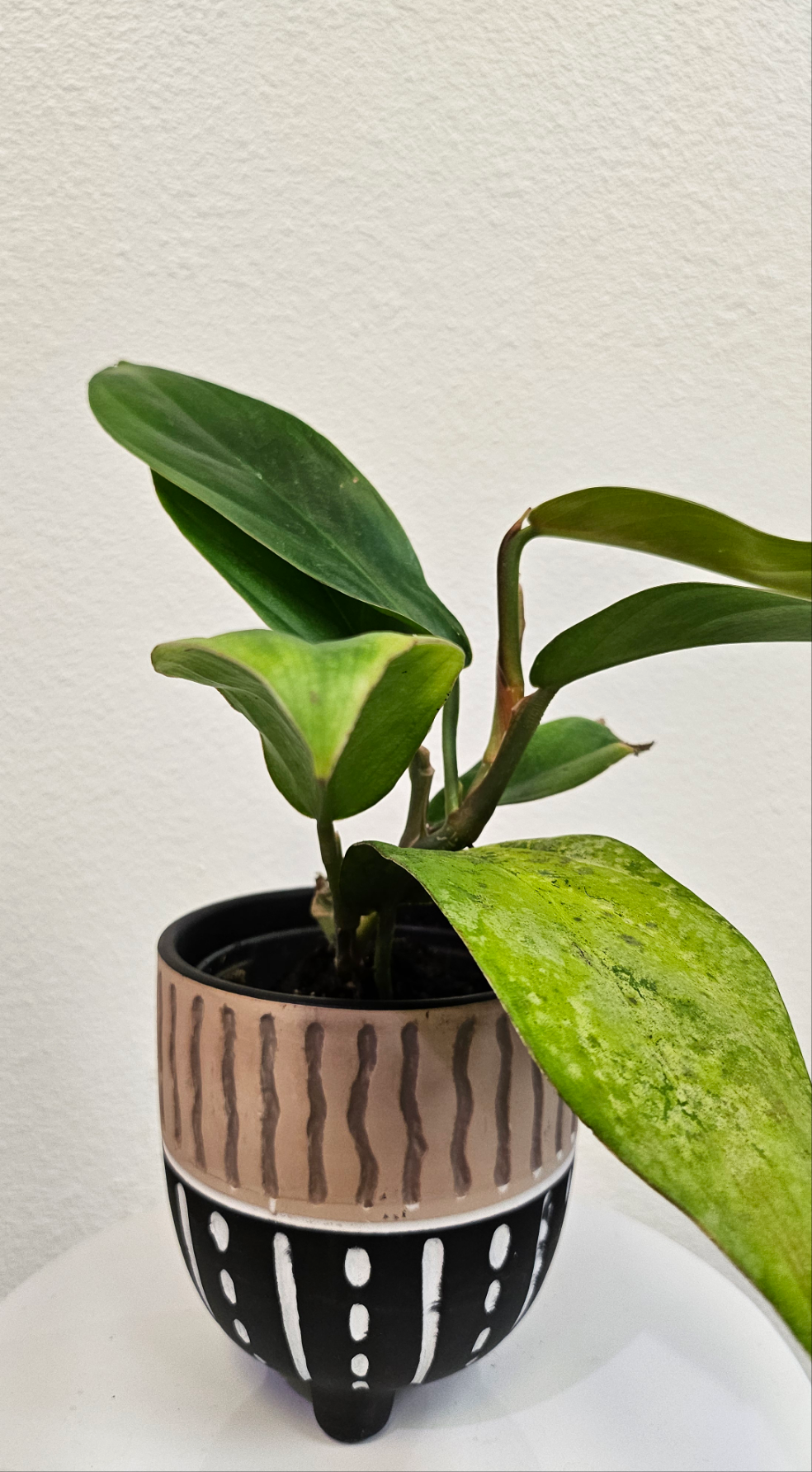 Philodendron baudoense Rare 4&quot; Plant